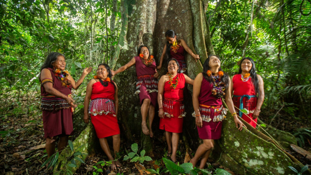 Nuwas Forest, awajún medicine for the world