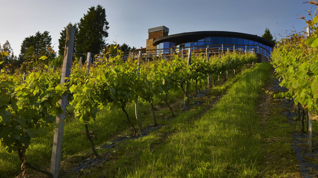 Bodega Berroja Txakoli
