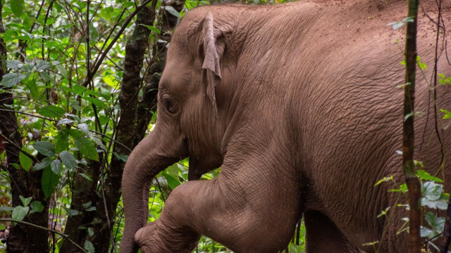 Mahouts Elephant Foundation