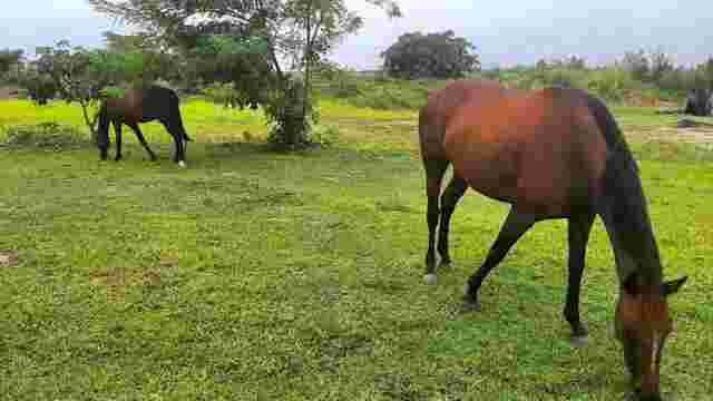 Vonfidel Ranch
