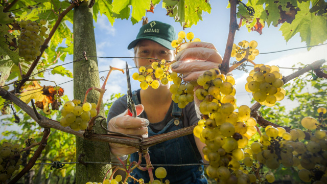 Astley Vineyard
